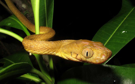 Snakes make their bodies lassos in a strange new climbing technique