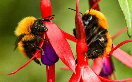 A quarter of all known bee species haven't been seen since the 1990s