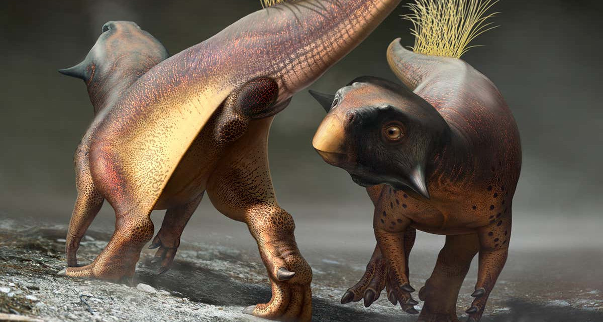 Stunning fossil suggests dinosaurs lured mates with smell and vision
