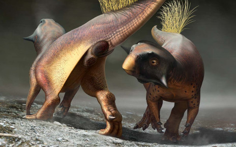 Stunning fossil suggests dinosaurs lured mates with smell and vision