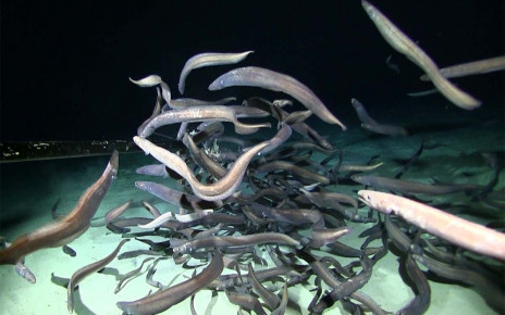 Swarm of Pacific eels is largest group of fish seen in the abyss