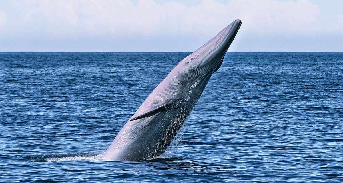 A new species of baleen whale has been found in the Gulf of Mexico
