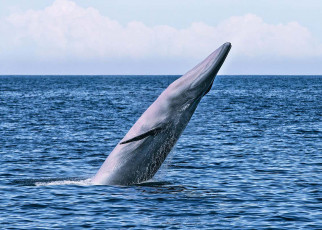 A new species of baleen whale has been found in the Gulf of Mexico
