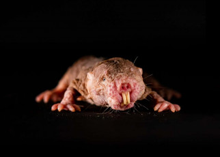 Naked mole rats mimic the dialect of their colony’s queen