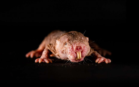Naked mole rats mimic the dialect of their colony’s queen