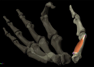 Our dexterous thumbs have a 2 million-year-old origin
