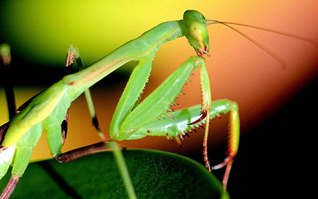 Male mantises fight females to mate - but they get eaten if they lose