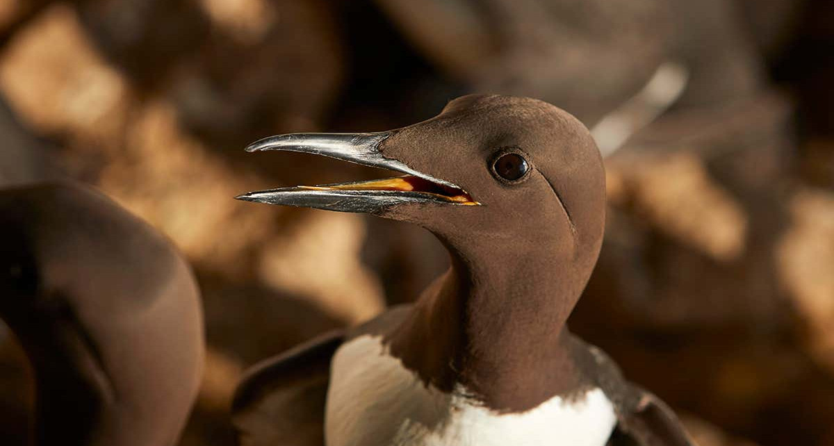 Seabirds raise fewer chicks as the pandemic keeps tourists away