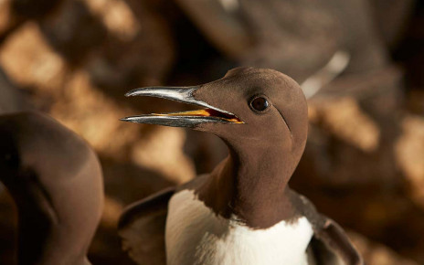 Seabirds raise fewer chicks as the pandemic keeps tourists away