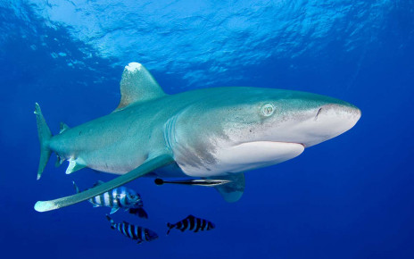 Sharks at unprecedented risk of extinction after 71 per cent decline