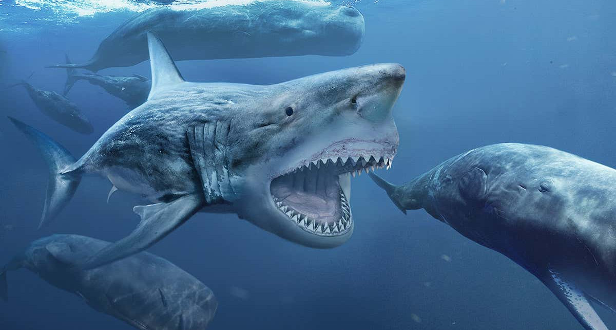 Megalodon sharks grew 2 metres long in the uterus by eating eggs