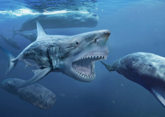 Megalodon sharks grew 2 metres long in the uterus by eating eggs