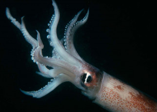 Wind farm construction creates noise that may harm squid fisheries