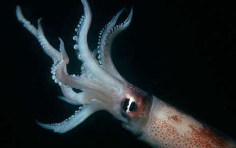 Wind farm construction creates noise that may harm squid fisheries