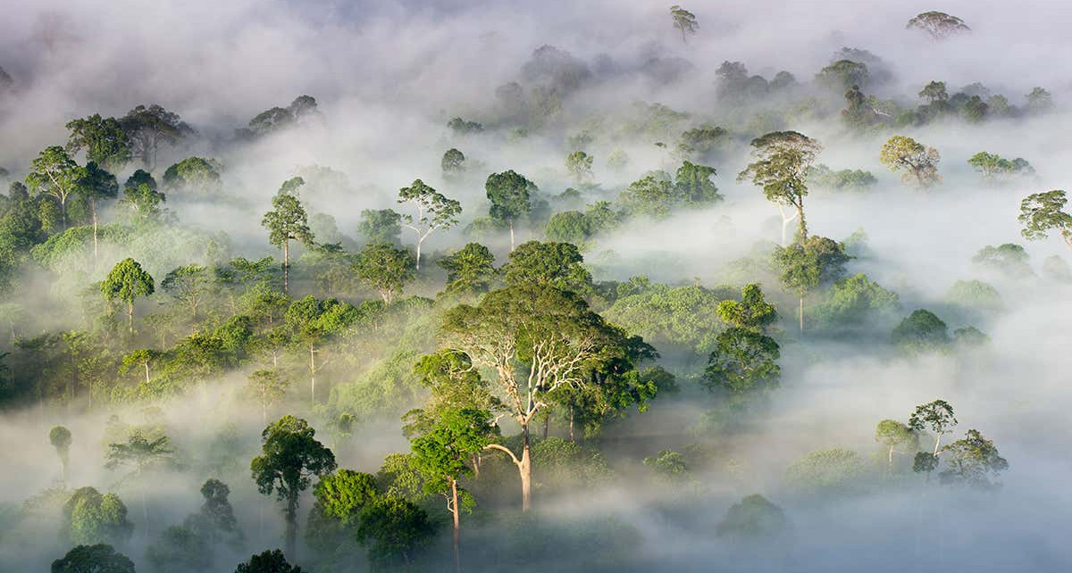 Tropical rainforests may begin pumping out carbon dioxide by 2050