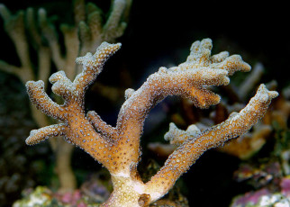 Corals bleached from heat become less resilient to ocean acidification