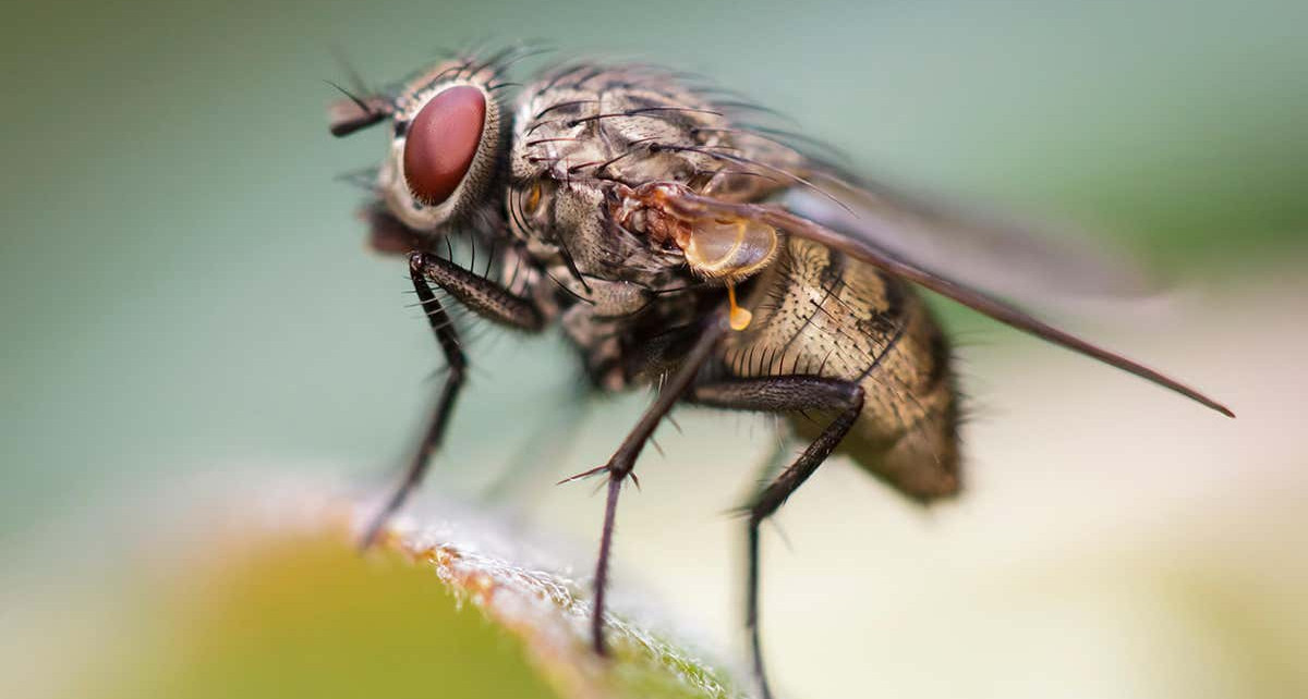 Houseflies have specialised wings that make them harder to swat