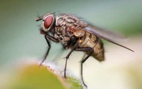 Houseflies have specialised wings that make them harder to swat