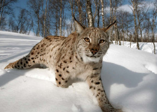 People in Scotland to be asked about reintroducing lynx to the country