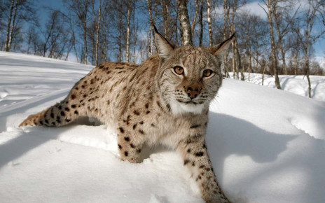 People in Scotland to be asked about reintroducing lynx to the country