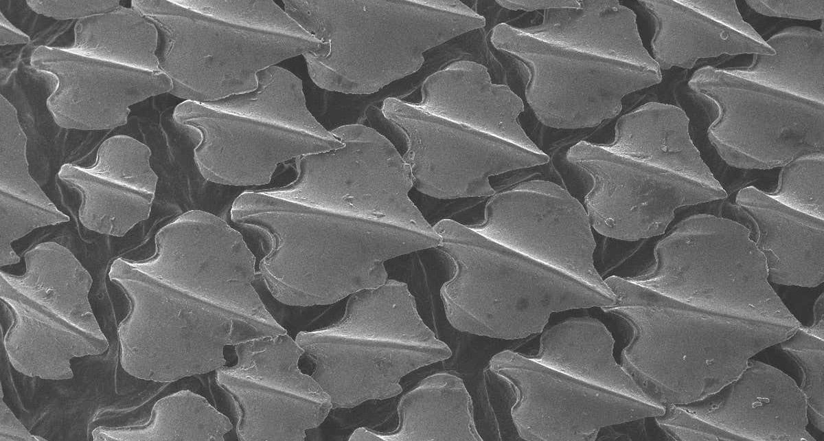 Sharks’ tooth-like scales help to boost their acceleration rates