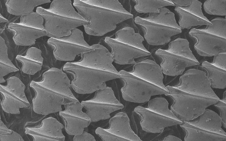 Sharks’ tooth-like scales help to boost their acceleration rates