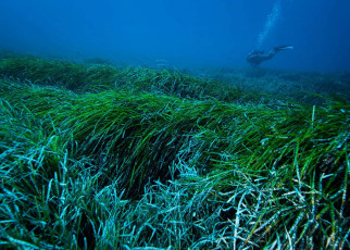 Lush meadows of underwater seagrass are removing plastic from the sea