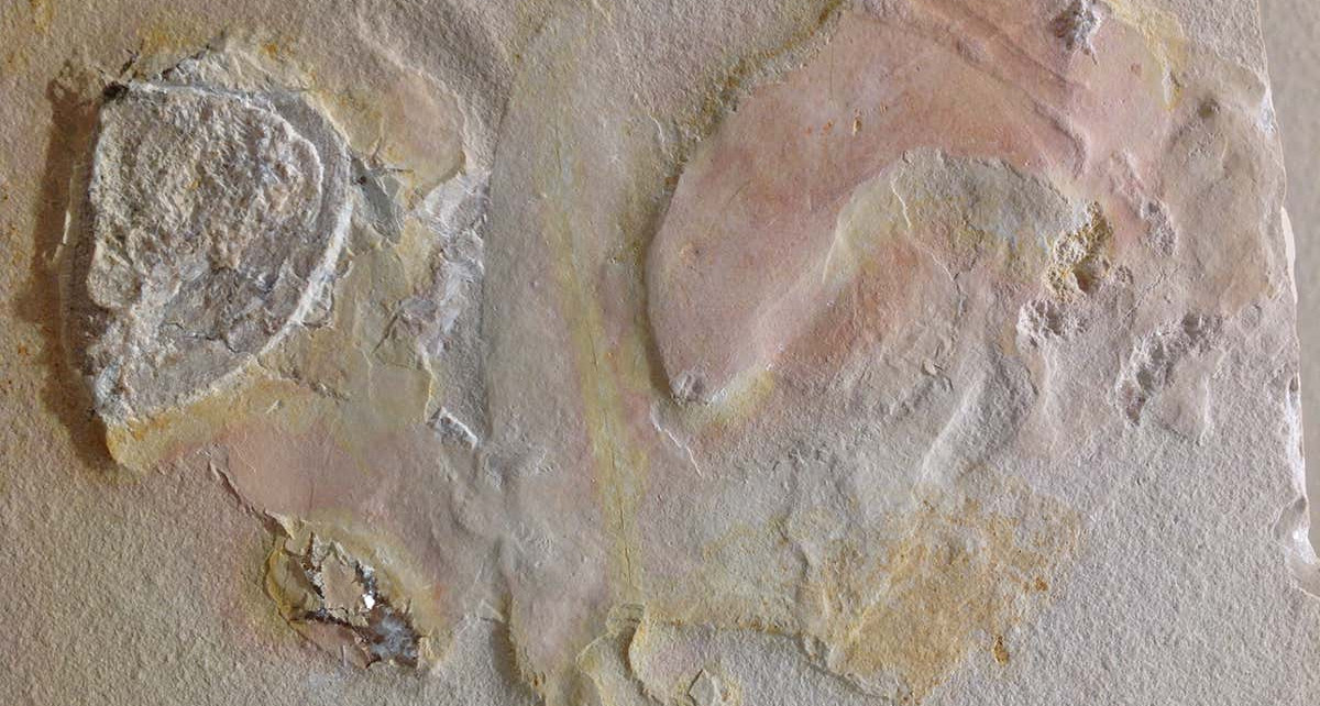 Strange fossil is the first to show an ammonite without its shell