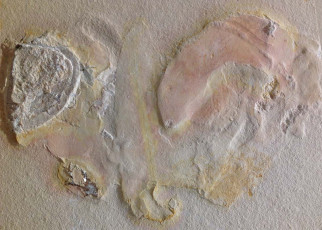 Strange fossil is the first to show an ammonite without its shell