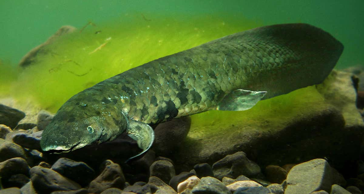 Australian lungfish has largest genome of any animal sequenced so far