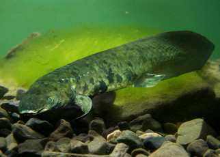 Australian lungfish has largest genome of any animal sequenced so far