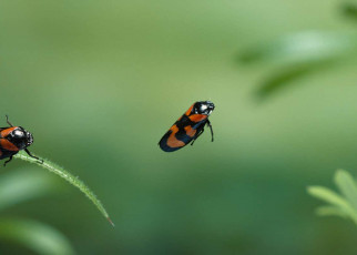 Physicists find best way for insects to avoid collisions when jumping