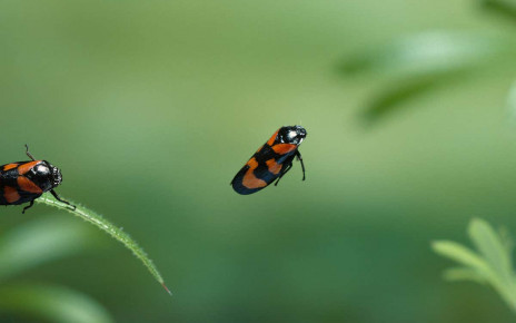 Physicists find best way for insects to avoid collisions when jumping
