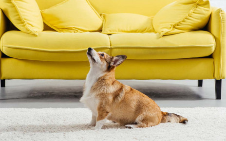 Artificial intelligence could train your dog how to sit