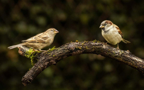Sparrows are healthier living in groups with diverse personalities