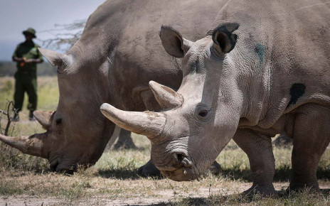 Embryos set to be implanted in the last two northern white rhinos