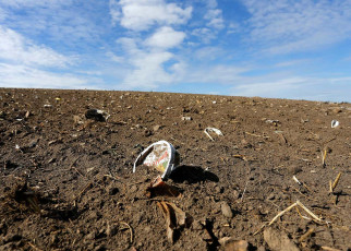 Microplastic fibres affect plants by impacting soil as much as drought