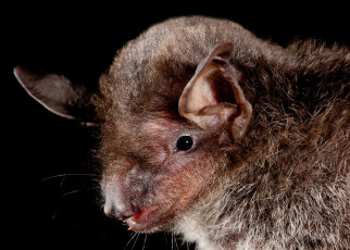 Bats that eat insects should be able to taste sweet food but can't