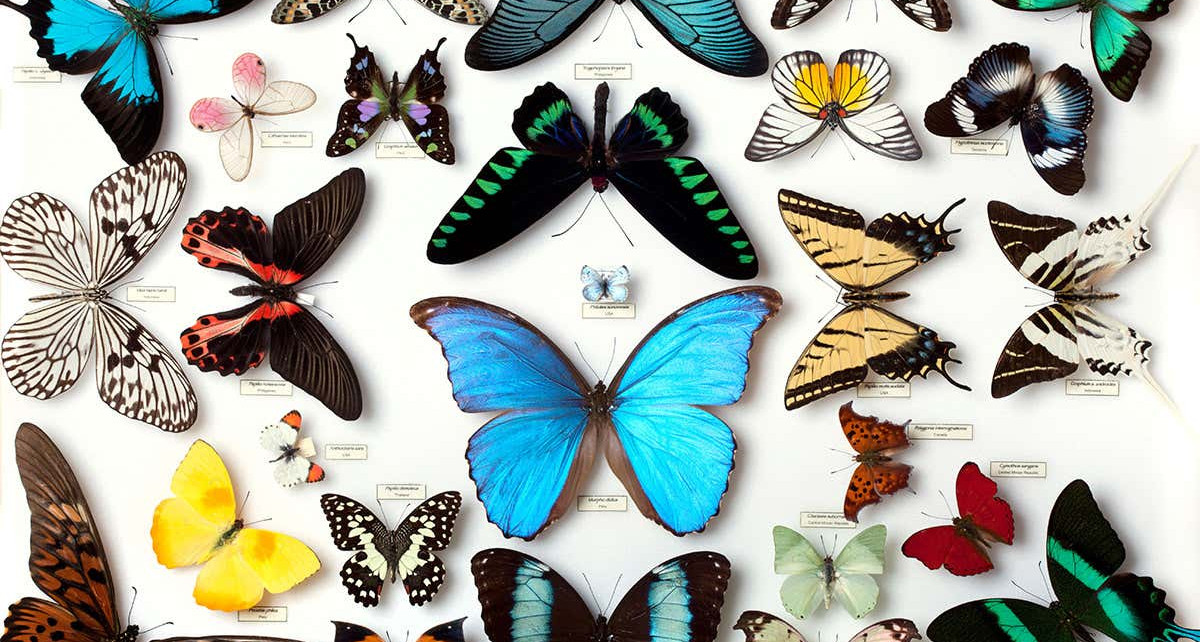 Decline of butterfly collecting hobby threatens conservation research
