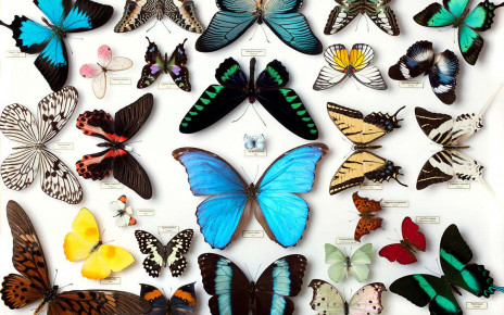 Decline of butterfly collecting hobby threatens conservation research