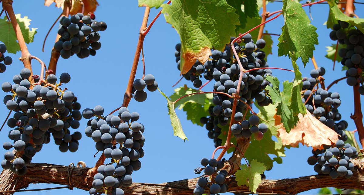 Greeks domesticated grapes about 4000 years ago to improve wine-making