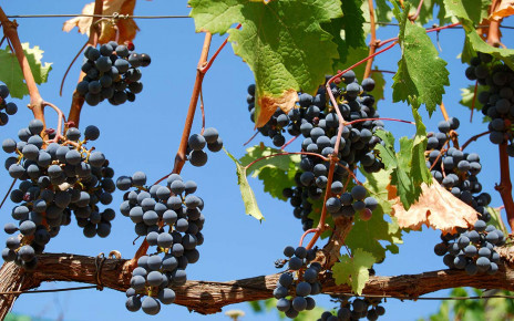Greeks domesticated grapes about 4000 years ago to improve wine-making