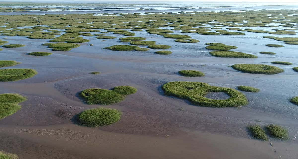 Salt marsh fairy circles go from rings to bullseyes to adapt to stress