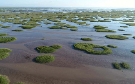 Salt marsh fairy circles go from rings to bullseyes to adapt to stress