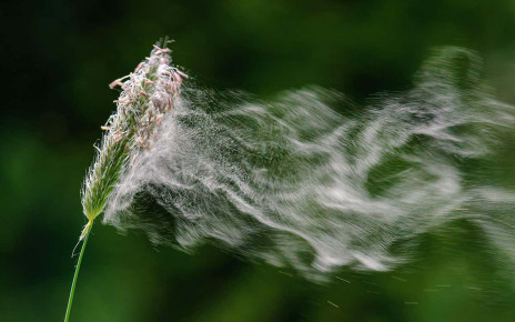 Climate change is making US hay fever season longer and more intense
