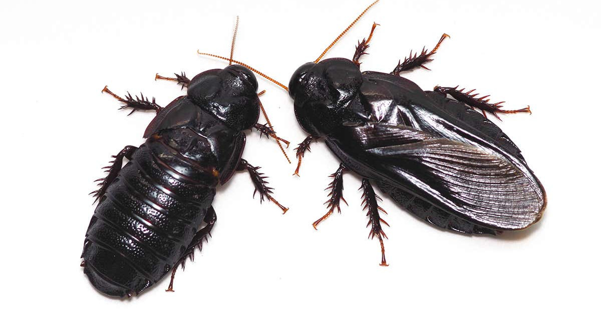 Cannibal cockroaches nibble each other’s wings after they have mated