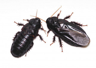 Cannibal cockroaches nibble each other’s wings after they have mated