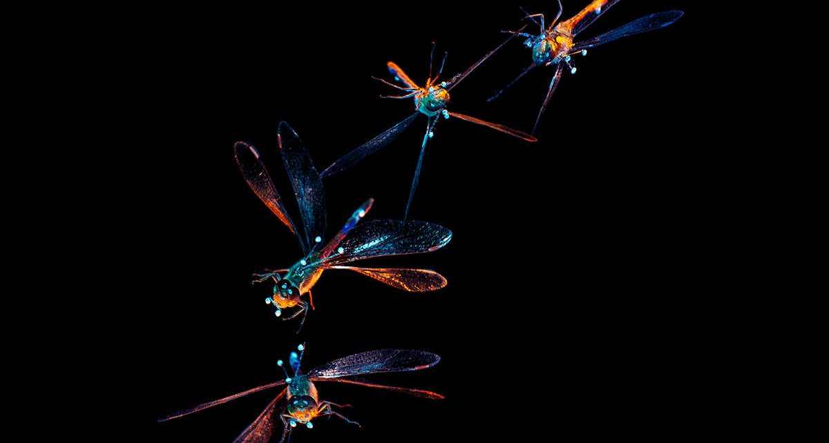 Dragonflies do a backwards roll to fly upright – even when unconscious