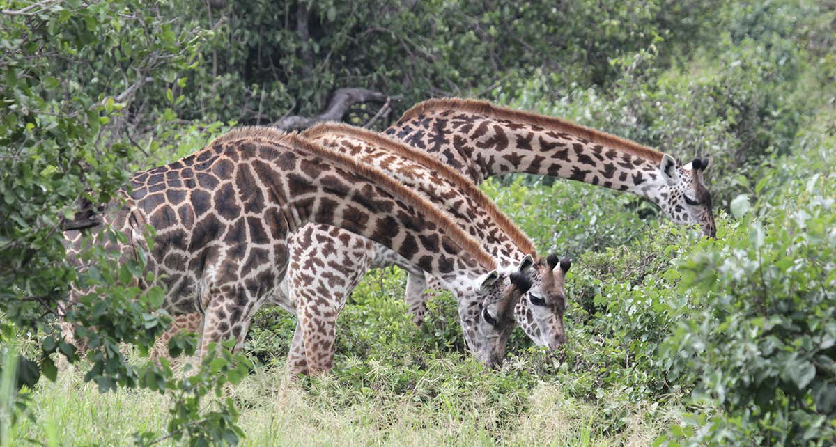Female giraffes who hang out with friends live longer than loners