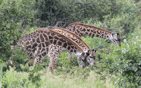 Female giraffes who hang out with friends live longer than loners